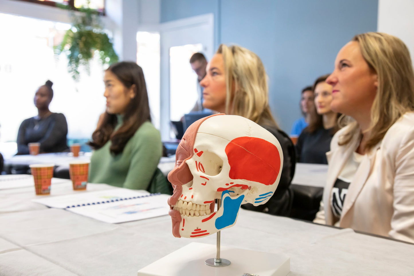 Anatomisch schedelmodel tijdens de theorieles van de Bodyfix Facelift Masterclass